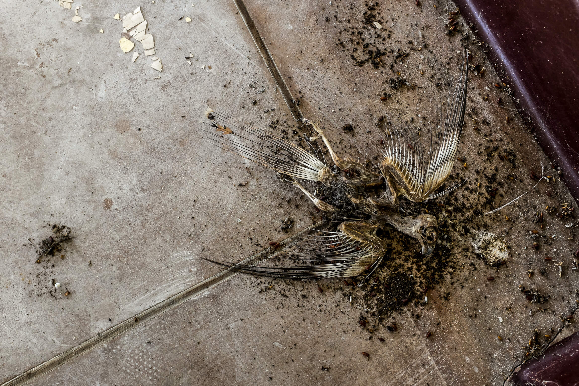 carcasse d'oiseau mort en urbex